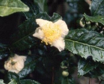 Camellia Species, Green Tea Shrub, Tea Plant