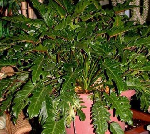 Philodendron Hybrid