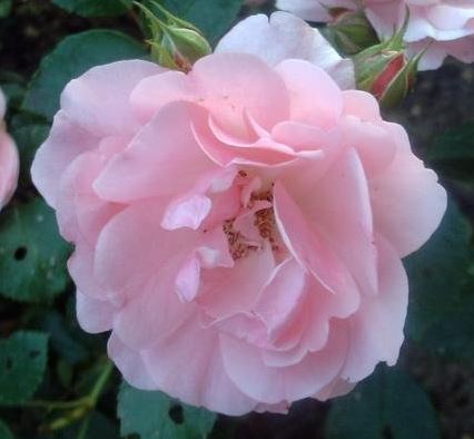 Floribunda, Shrub Rose Bonica