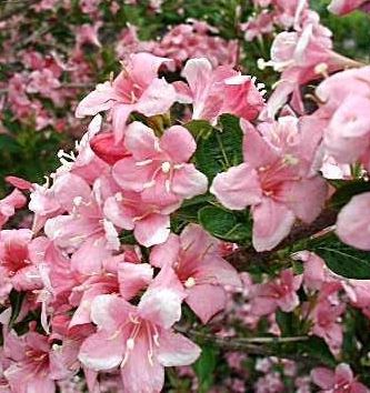 Weigela Species, Old Fashioned Weigela