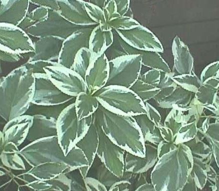 Bigleaf Hydrangea, Lacecap Variegata