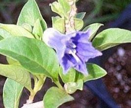 Iochroma Species, Blue Angel Trumpet, Mini Angels Trumpet