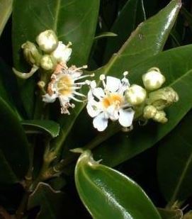 Prunus Species, Cherry Laurel, Common Laurel, English Laurel