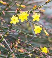 Jasminum Species, Winter Jasmine