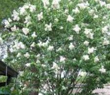 Lagerstroemia, Crape Myrtle, Japanese Crepe Myrtle Natchez
