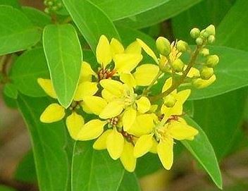 Thryallis, Golden Thryallis