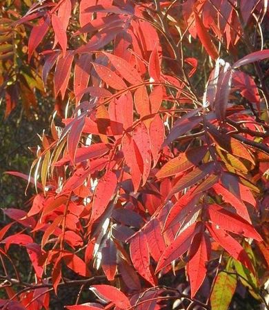Winged Sumac, Shining Sumac, Flame-Leaf Sumac