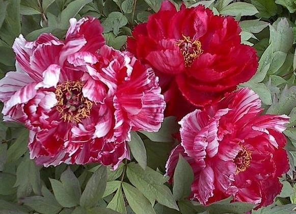 Hybrid suffruticosa, Japanese Tree Peony Shima Nishiki