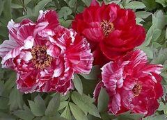 Hybrid suffruticosa, Japanese Tree Peony 'Shima Nishiki'