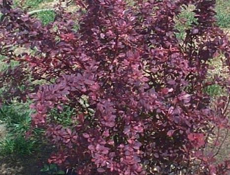 Berberis, Japanese Barberry Rose Glow