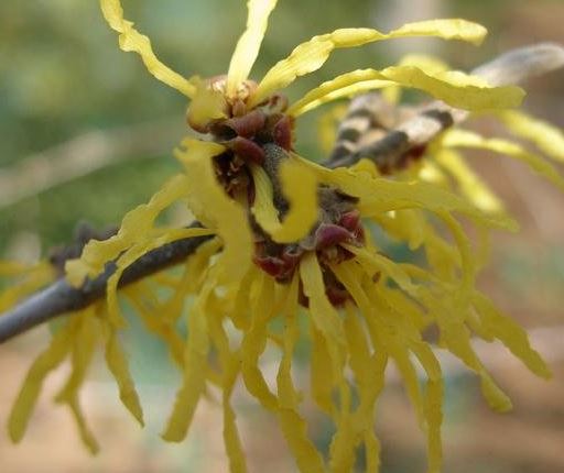 Hamamelis, Witch Hazel Arnold Promise