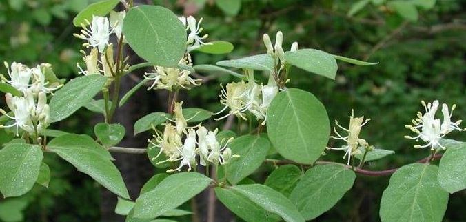Lonicera Species, Amur Honeysuckle