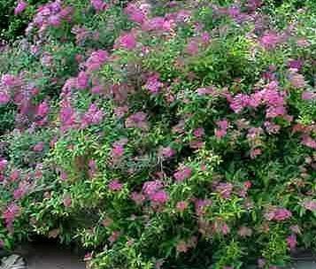 Spiraea, Japanese Meadowsweet, Japanese Spirea, Maybush Anthony Waterer
