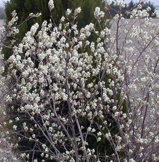 Shadblow Service Berry, Downy Serviceberry, Canadian Serviceberry