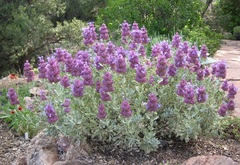 Salvia Species, Mohave Sage, Mountain Desert Sage