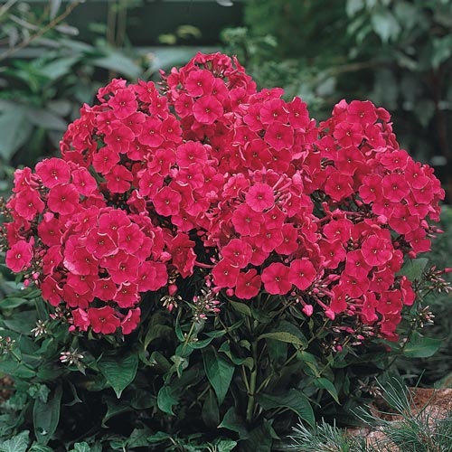 Phlox, Garden Phlox Starfire