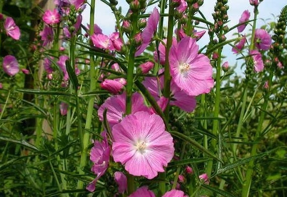 Sidalcea, Checker Mallow, Miniature Hollyhock, Prairie Mallow Party Girl