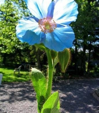 Meconopsis, Blue Poppy, Himalayan Poppy Lingholm