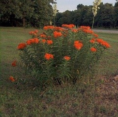 Asclepias, Butterfly Milkweed, Butterfly Weed, Pleurisy Root 'Gay Butterflies'
