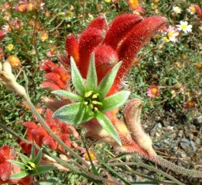 Anigozanthos, Kangaroo Paw Bush Garnet