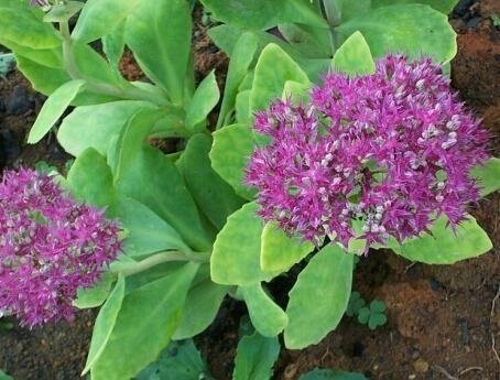 Hylotelephium, Sedum, Showy Stonecrop Neon