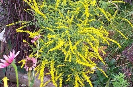 Solidago, Rough-stemmed Goldenrod Fireworks