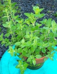 Origanum Species, Greek Oregano, Winter Marjoram