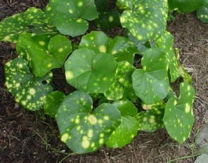 Farfugium, Yellow Variegated Leopard Plant Aureomaculata