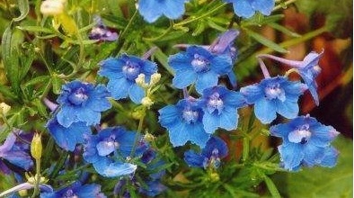 Delphinium, Dwarf Chinese Delphinium, Larkspur Butterfly Blue