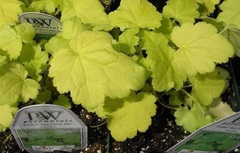 Heuchera, Alum Root, Alumroot, Coral Bells, Coralbells 'Key Lime Pie'