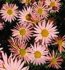 Hardy Chrysanthemum 'Sheffield'