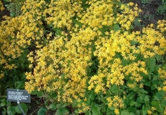 Packera Species, Golden Groundsel, Golden Ragwort, Squaw Weed