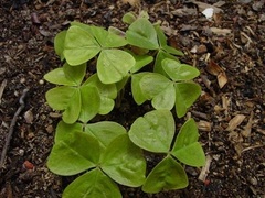 Oxalis, White Oxalis, Wood Sorrel 'Alba'