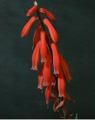 Gonialoe Species, Aloe, Partridge Breast Aloe, Tiger Aloe