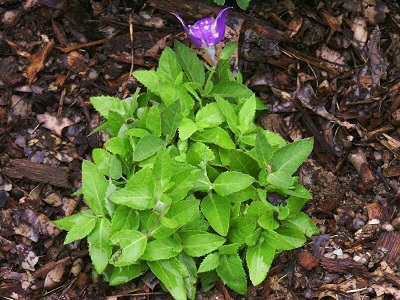 Platycodon, Balloon Flower, Chinese Bellflower, Japanese Bellflower Sentimental Blue