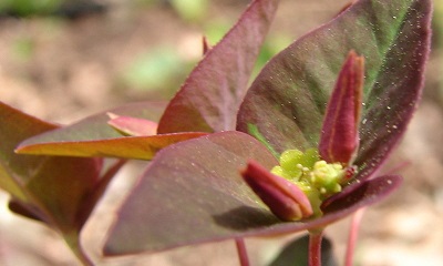 Euphorbia, Purple Spurge Chameleon