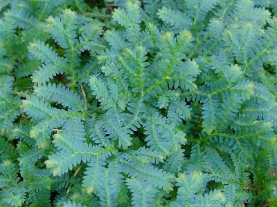 Selaginella Species, Blue Spikemoss, Hooked Spike-Moss, Love-in-a-Tangle, Peacock Moss