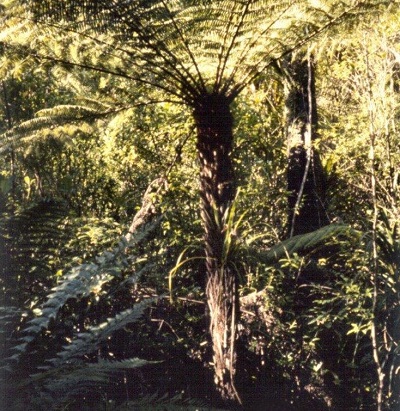 Alsophila Species, Ponga, Silver Tree Fern