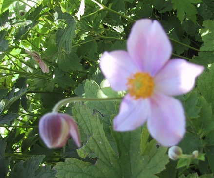 Anemone, Hardy Grape Leaf Anemone Robustissima