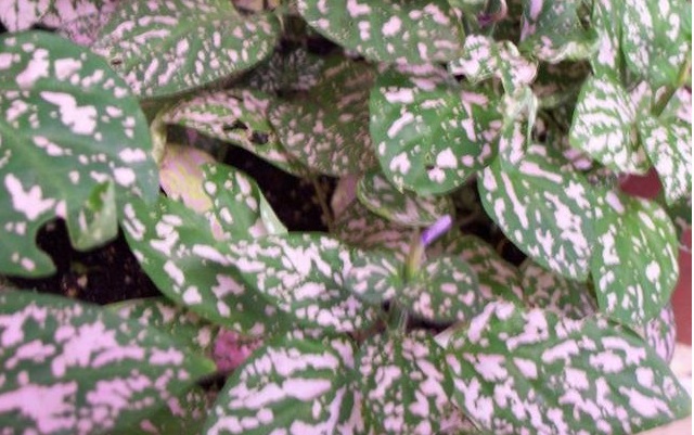 Polka Dot Plant, Polka-Dot Plant, Freckle Face Confetti Pink