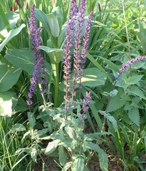 Salvia, Balkan Clary, Meadow Sage, Violet Sage, Woodland Sage 'Caradonna'