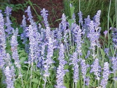 Salvia Species, Mealycup Sage, Mealy Sage