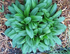 Leucanthemum, Shasta Daisy 'Snowcap'