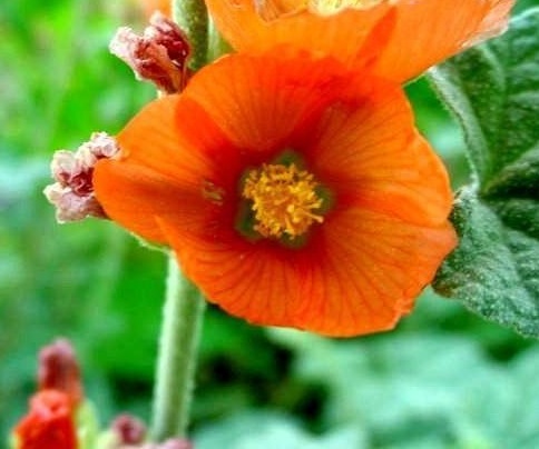Sphaeralcea Species, Apricot Mallow, Desert Globemallow, Orange Mallow