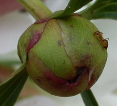 Paeonia, Chinese Peony, Garden Peony 'Mixed Hybrids, Noids'