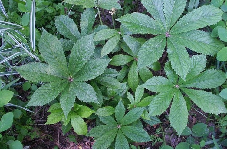 Rodgersia Species, Fingerleaf Rodgersia, Rodgers Flower