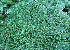 Limonium Species, Algerian Sea Lavender, Dwarf Statice