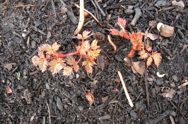 Astilbe, False Spirea, False Goats Beard Key West