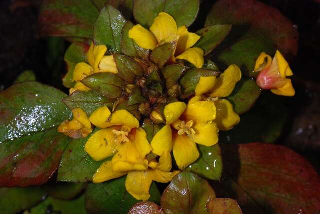 Dense-flowered Loosestrife Persian Carpet