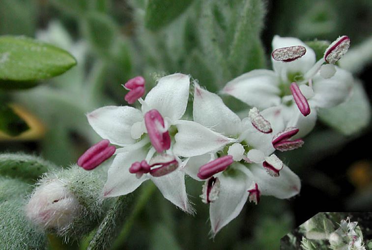 Alkali Weed